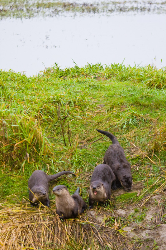 River Otters